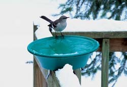 WBU Heated Bird Bath