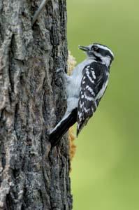 Jim's Birdacious Bark Butter